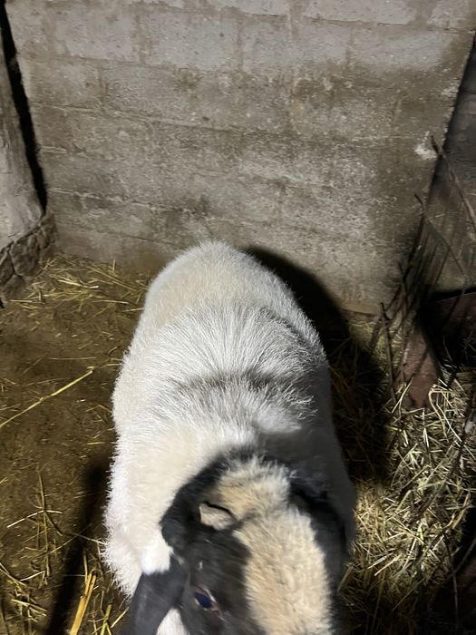 Xisori qoʻchqor sotiladi.