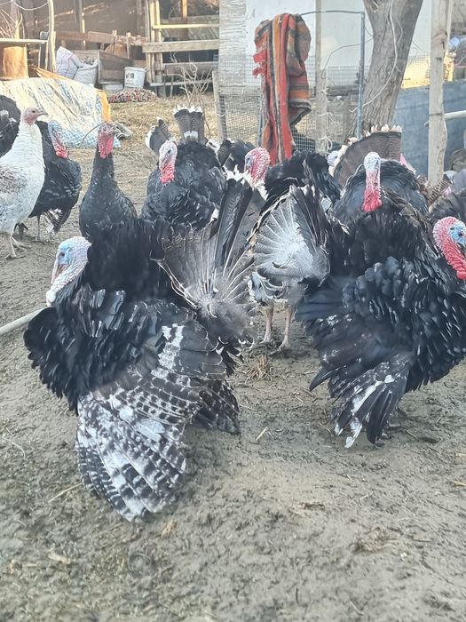 Индюк самец, Курка экрак