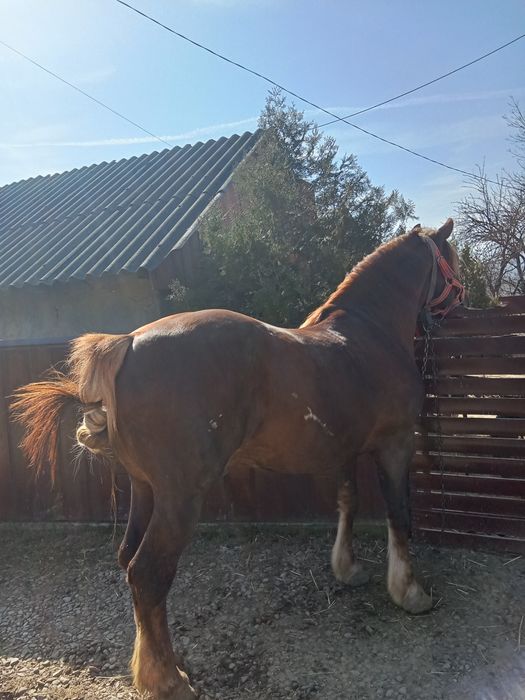 Vând armăsar de 7 ani