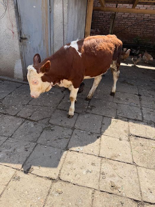 Juninci de vânzare