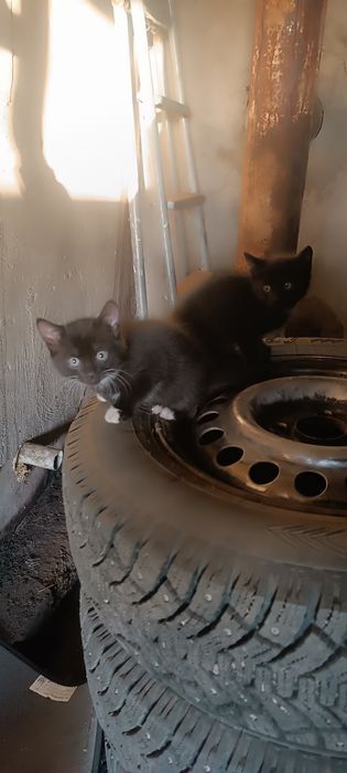 Отдам котят бесплатно