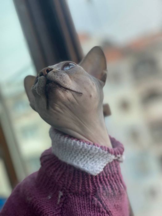 ВЯЗКА Канадский голубой сфинкс