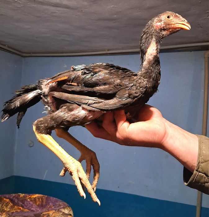 Продам цыплят бойцовые