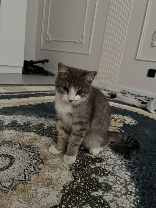Отдам котенка в хорошие руки!
