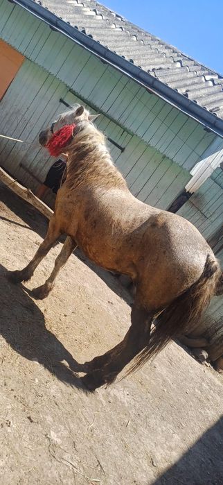 Vand cal sur -12 ani