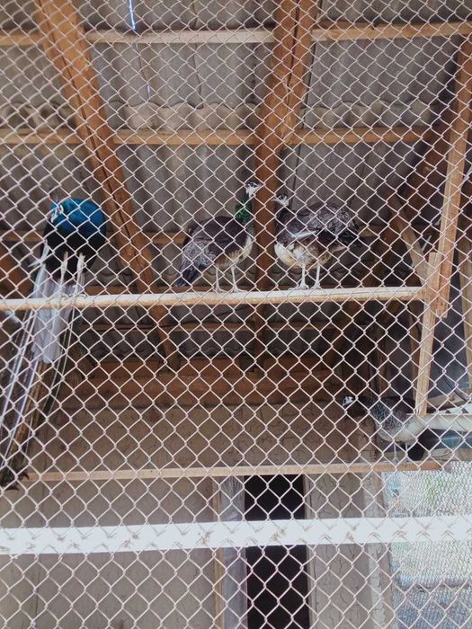 Павлин (жарптица)