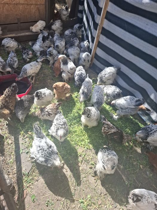 Găini diferita rase