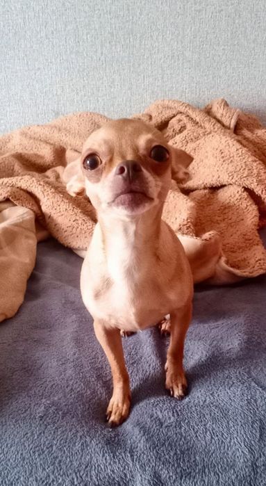 Продам той-терьеров