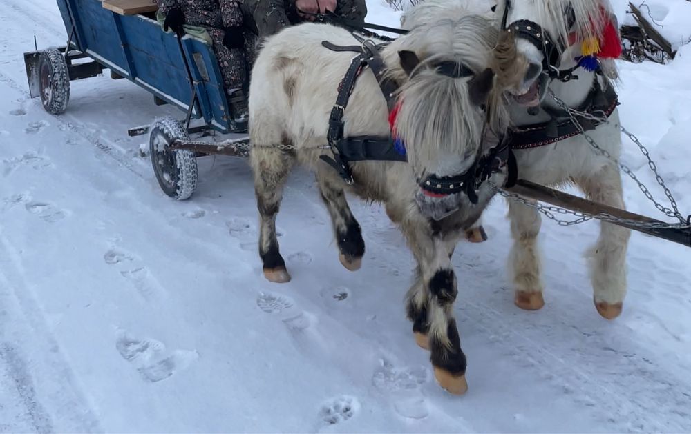 Vand ponei castrat foarte bland si bun de ham