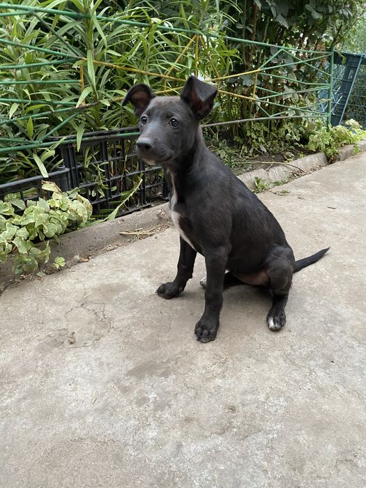 Срочно отдам щенят