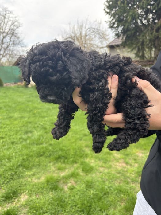 Продават се момче и момиче пуделчета на 55 днн с първа ваксина