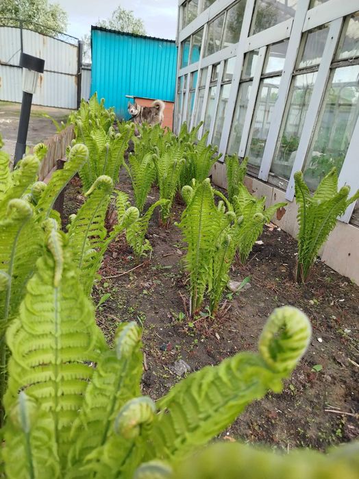 Папоротник садовый