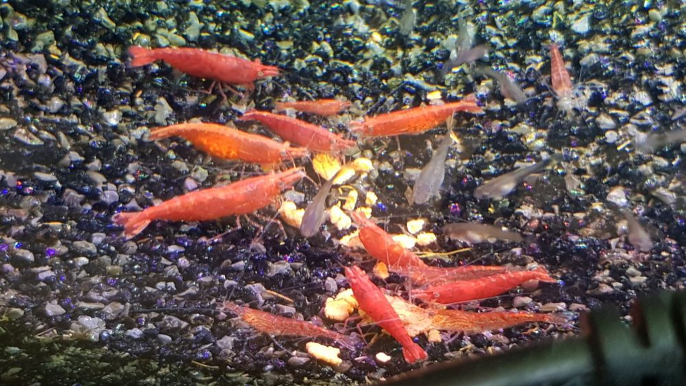 Pestisori si plante naturale de acvariu multiple modele