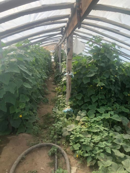 Продам крестьянское хозяйство