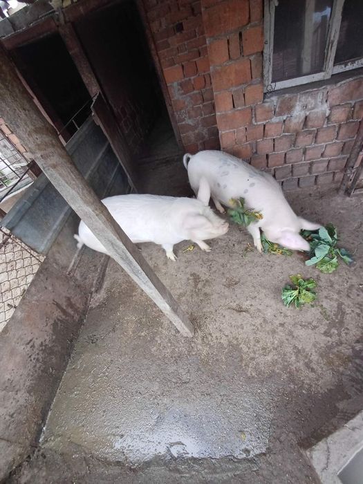 Продавам прасета, 70кг и 80кг