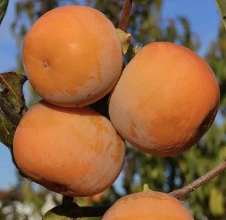 Kaki rosseyanka