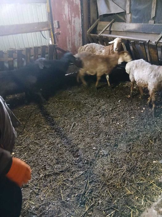 Продам баранов. Эдильбайцы