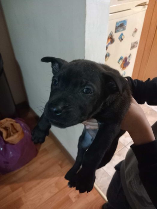 URGENT Cățeluși spre adoptie