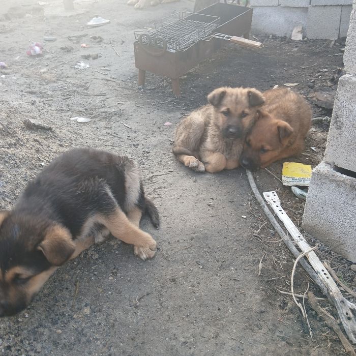 Щенки немецкой Овчарки