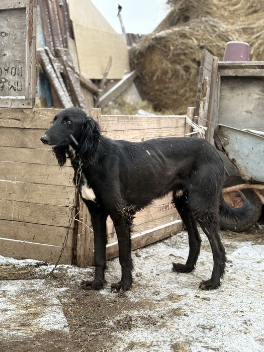 Тазы полтора года