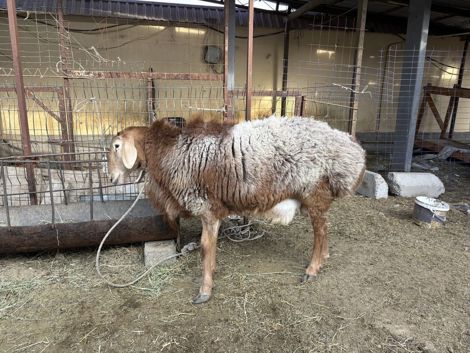 Кучкор сотилади