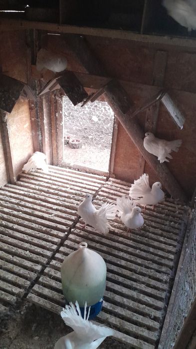 Porumbei curcanari albi