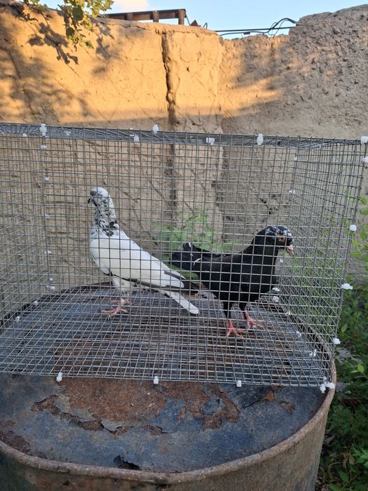 Продам голубей бакинцы