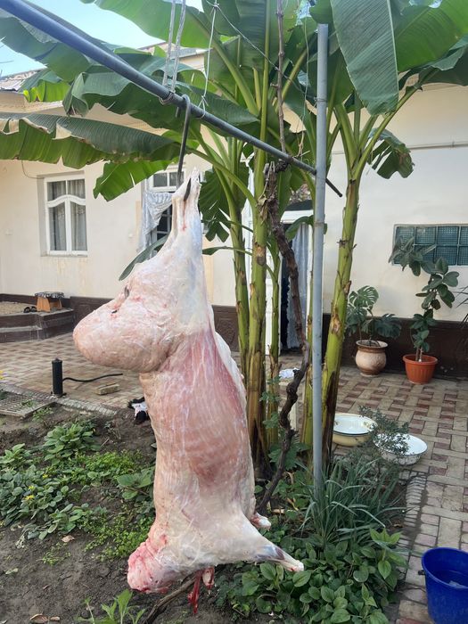 Qassob hizmati, qo’y so’yamiz+hasip qiberiladi