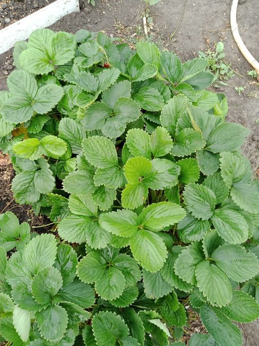 Продам дачу/огород