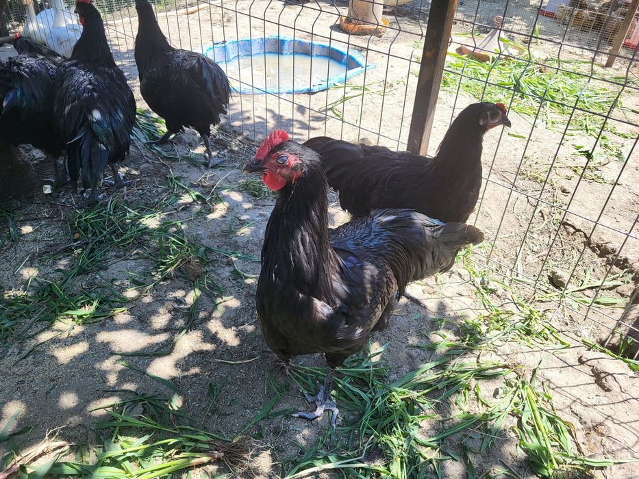 Vand Cocosi Australorp Negru
