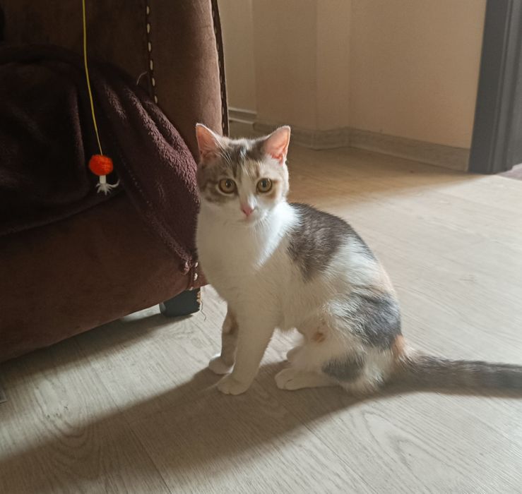 Кошечка, стерилизованная, 7 месяцев