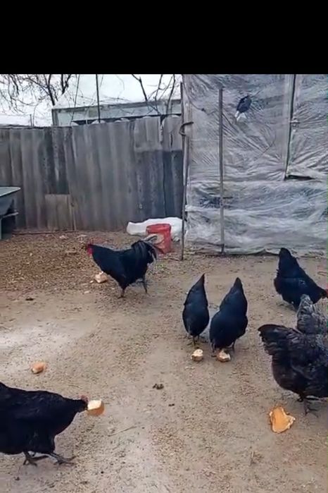 Ouă pentru  incubat  australorp