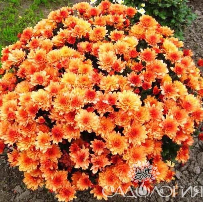 Черенки Хризантема Мультифлора