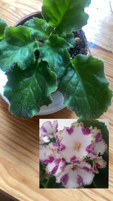 Фиалка химера Lyon's Crown Jewel.