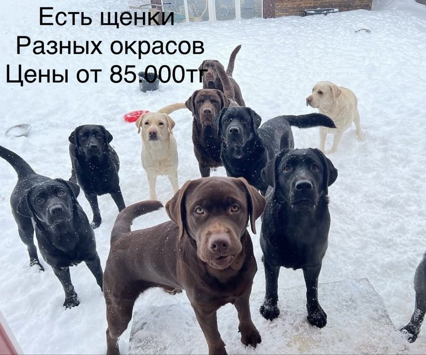 Щенки 100% лабрадора доставка бесплатно