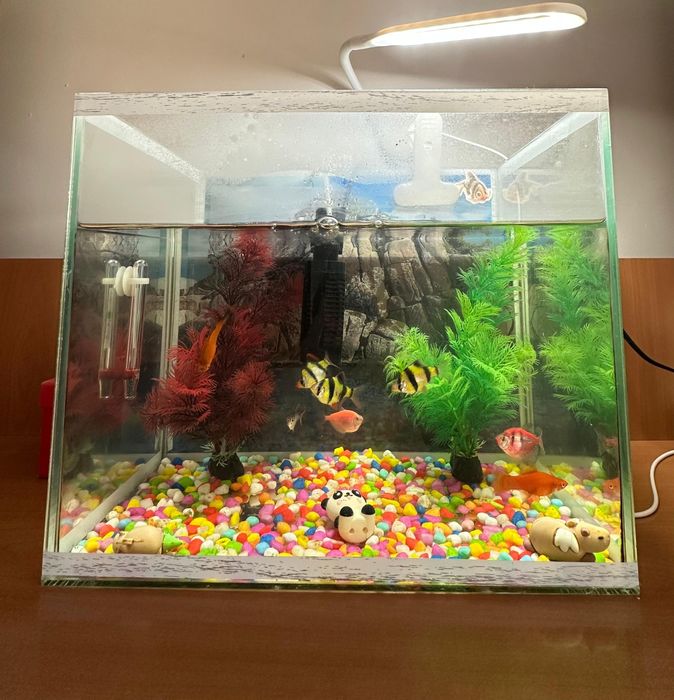 Аквариум балыктар мен сатылады