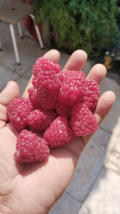 Продам саженцы малины.