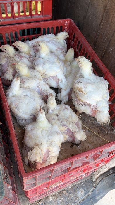 Puii albi si rasă mixta