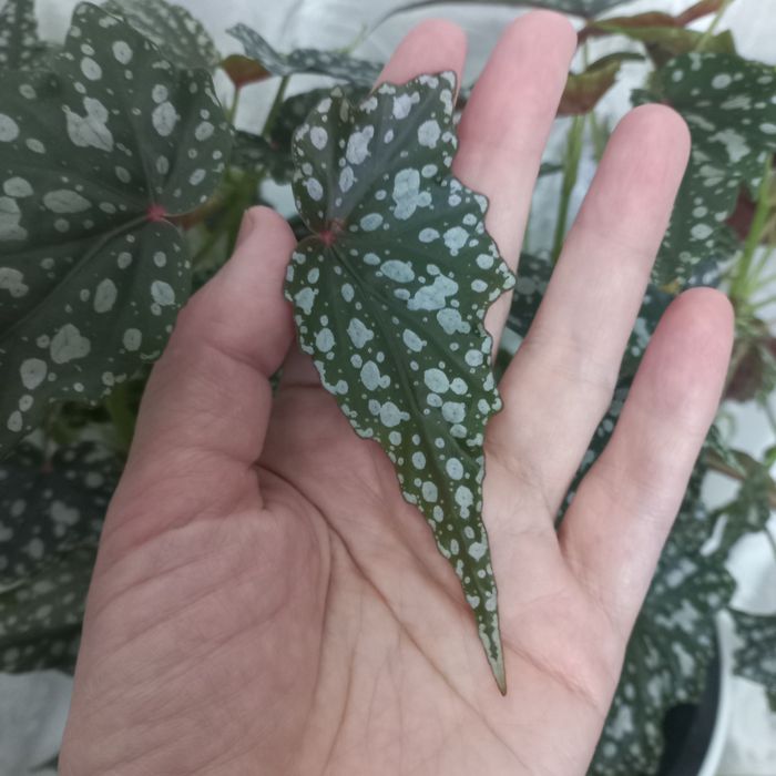 Тростниковые бегони .