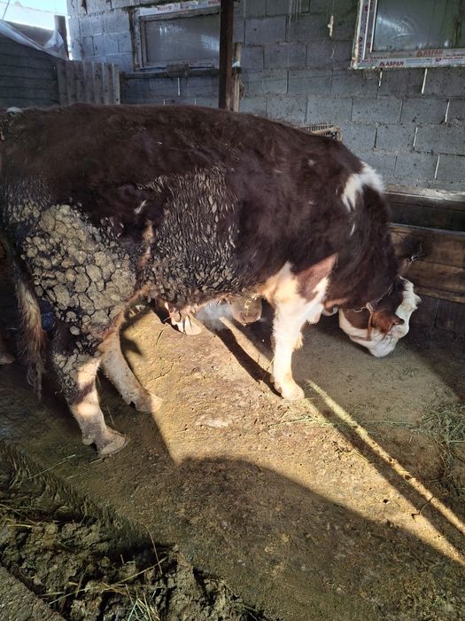 Продам быков ак бас