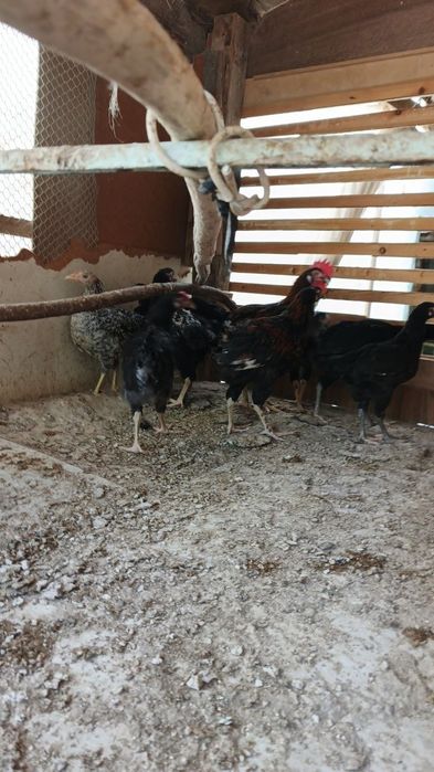 Adler xorozlari bilan hashaki jojala sotiladi