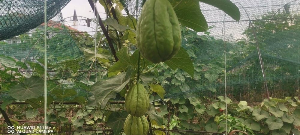 Мексиканска краставица(Чайот)