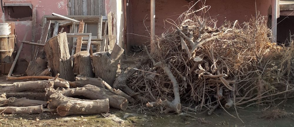 Утин калин катта тут дарахти  хар бири 1 метрдан узун келади кундалар