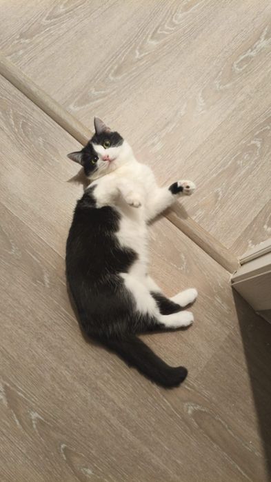 Котенок останется на улице...