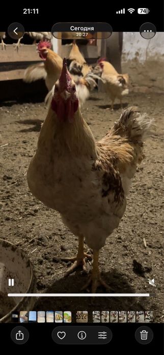 Продам петухов , летом будет год.