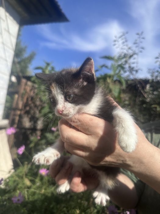 Котята- Сибирские