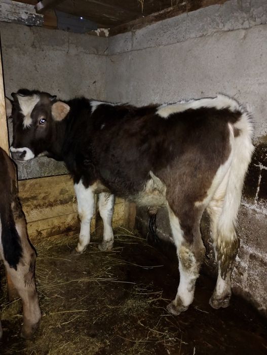 Vițel de 6 luni  de vânzare ,preț negociabil