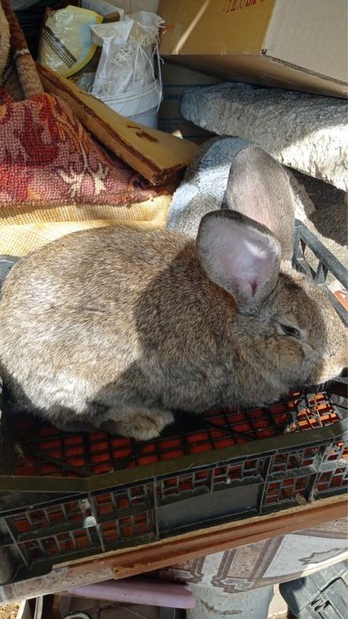 Кролики домашние