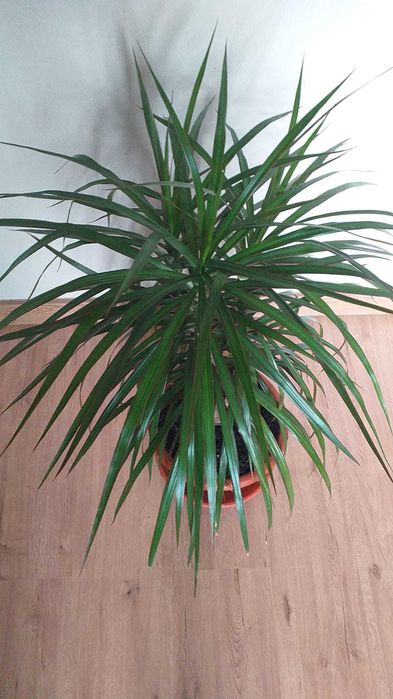 Vand plante de ap. Monstera Deliciosa,Dracaena, Tradescantia Zebrina