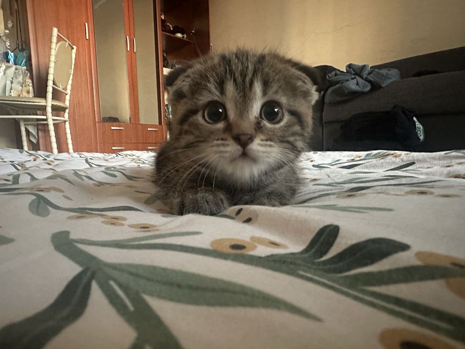Котенок сатылады. 2 ай мальчик